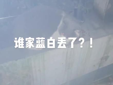 谁家的蓝白丢了啊?!#流浪猫