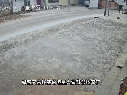 猫咪有趣小合集3#猫咪的迷惑行为 #猫咪 #爱猫TV