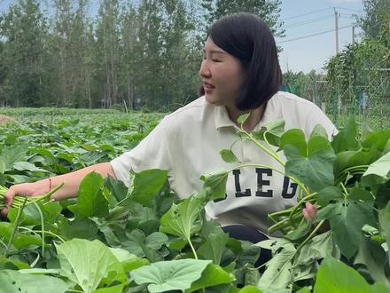朋友们,你们心心念念的四川头茬苕尖终于来了,看一看,这就是刚刚从地里采摘回来的红苕尖。朋友们,咱们家的红薯尖都是这样的品质,给大家看一下,像这样一根根掐下来,再拿去打包发货,今天刚摘的新鲜的红薯尖,要吃的赶紧来抢购,这个季节的红薯尖特别嫩。