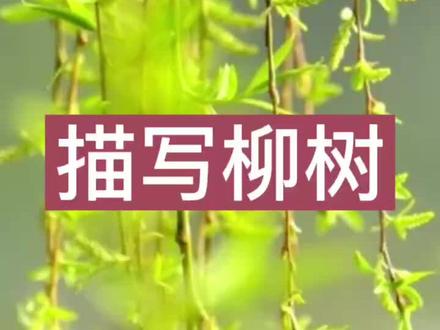 描写柳树#春天你好 #五觉 #作文作文 @DOU+小助手