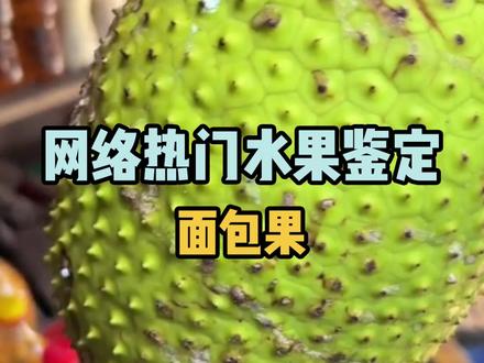 鉴定网络热门水果之面包果,素材来源感谢@宋老师在美洲 #科普#知识大拜年 #热带水果 #涨知识