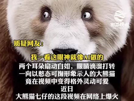 #大熊猫七仔 AI 灵动视频爆火 秦岭四宝科学公园:非真实状态 本尊生活良好#大熊猫#AI