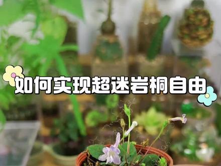 今天从一颗小种荚开始到长出小苗手把手教大家如何实现超迷岩桐自由!超超超详细解说版!且有后续发芽版!#超迷岩桐 #种子发芽 #育苗小技巧 #真实生活分享计划 #种植小技巧