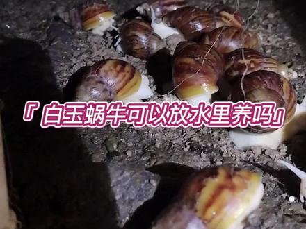 白玉蜗牛可以放在水里养吗?#好物推荐🔥 #异宠 #爬宠 #三农