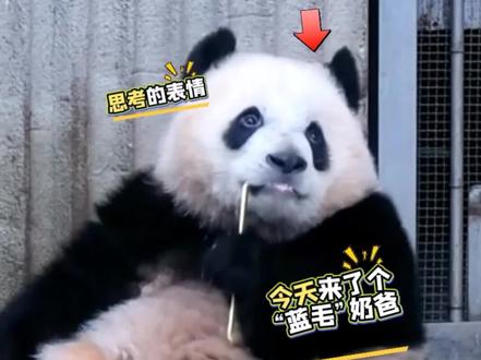 2.8 啾啾奶爸染了个蓝色头发 三妹表示不认识他,一直在门口偷偷观察 太聪明 笑鼠了#动物成精 #来这吸熊猫 #大熊猫 #大熊猫奇三妹 #奇三妹