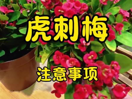 皮实的虎刺梅,它来了,敬请观看!#真实经验分享计划 #虎刺梅 #绿植 #绿植花卉 #花卉