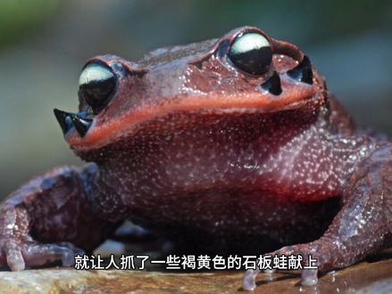 永州人你真的知道“道县麻拐”这个词吗?不要再误解了!#永州 #道县 #我为家乡做代言