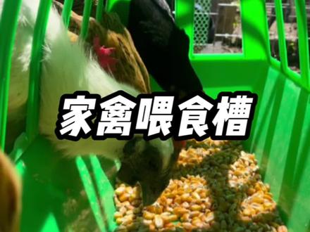 很多人都不知道,这个是干嘛的,这是新款长条家禽喂食槽#鸡鸭鹅养殖 #养殖设备 #鸡鸭喂食槽
