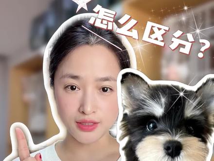 雪纳瑞标体,小体,小小体到底应该怎么区分?
#养狗经验分享 #小体雪纳瑞 #雪纳瑞家养 #雪纳瑞#陪伴犬