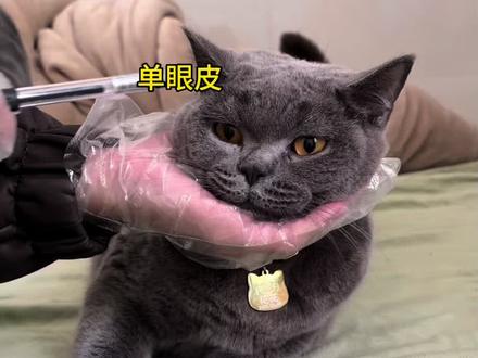 猫咪微调过程全公开
#猫咪整容 #小蓝猫 #家国同春