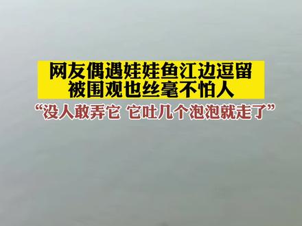 网友偶遇娃娃鱼江边逗留,被围观也丝毫不怕人