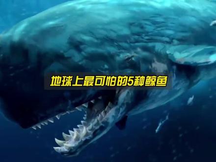 地球上最危险的几种鲸鱼#海洋生物#鲸鱼 #巨物