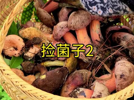 红伞伞白杆杆,吃完一起躺板板,家人朋友们见到红伞伞一定要远离哦。#红伞伞白杆杆 #野生菌 #农村生活 #新农人计划 @DOU+小助手