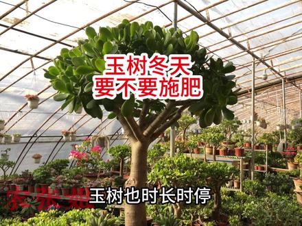 玉树冬天要不要施肥 说真话 我从不在冬天施肥 因为这两点原因 #玉树, #, #爱生活爱养花 #, #, #养花, #一花一草一世界 #, #中视频伙伴计划