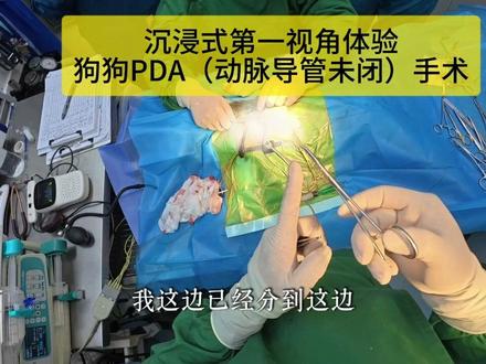 沉浸式体验比熊PDA动脉导管未闭手术
#PDA
#动脉导管未闭
#狗心脏病
#合肥狗狗
#瑞派中山动物医院