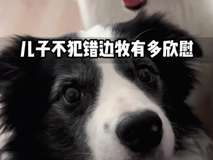 奥利什么都懂#边牧父子