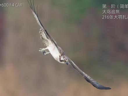 大鹗抓鱼仅是开始- 飞鸟对焦闯关挑战,你能闯到第几关 这个测试其实就是把以前的连拍照片做了个汇总,,然后根据平时的拍飞经验,对拍摄场景和主体做了一个大致的分类。这个难易度划分是基于a1来的,不同相机可能有不同之处,所以本次闯关不严谨也不科学,大家就参考一下完事。
其实最简单的场景应该是天空背景的飞鸟,然后是简单背景的飞鸟,但这些对于现代微单来说都太过于简单所以跳过。
第一阶,大鸟追焦,大鸟普遍机动性差,所以比较好对焦。其实大鹗抓鱼对于拍摄者的反应速度有一定要求,但对于相机来说只要你能框住就没啥难度,除非是迎面飞来。
第二阶,小鸟追焦,这个也相对容易,如果只是简单的直线飞过去也没啥难度,如果是突然变向,那对人和对相机都提升难度。
第三阶,有前置遮挡的小鸟追焦,其实已经有很多相机倒在这里了,很多相机一碰到前景就迷焦了。
第四阶,简单背景的飞燕,飞燕机动性太强,你很难预判它的飞行方向,只能靠反应来抓拍。其实有一些相机过不了第三阶,但是可以拍摄飞燕,所以这个难度阶层不是绝对的。另外飞燕如果不是迎面飞来,对人的考验比对相机更大。
第五阶,带复杂背景的飞燕,这一关对人的考验和第四阶差别不大,但对于相机的识别来说提高了很大的难度。
第六阶,逆光复杂背景下的飞燕,也是我认为最难的部分,逆光的时候肉眼都很难找鸟,何况还是飞燕,对于相机来说逆光对焦也更加困难。
如果觉得还有更困难的阶层或者对阶层分类有不同想法,都可以给我留言,一起讨论。
最后,你能拍到第几阶,是反应速度跟不上还是相机镜头不给力,希望看完视频能给你答案。
#摄影拍鸟 #拍鸟 #索尼a1