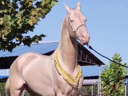 这几种世界名马,我朋友买得起吗? 结尾有彩蛋~#马 #汗血宝马#保护野生动物 祝看到的每一个朋友#马到成功 #马上有钱 !