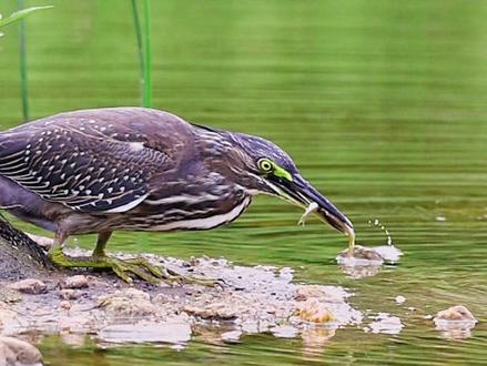 “留大放小”是每个钓鱼佬的基本修养。#绿鹭捕鱼#野生鸟类视频