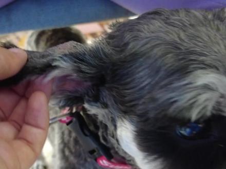 你家小家伙有这样的情况么#宠物医院 #疥螨