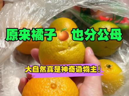 小科普:橘子也是分公母的!!下次买水果大家不妨尝试一下?🍊#橘子 #水果 #奇怪的知识增加了 #吃货日常 #小科普