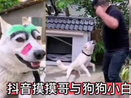 抖音摸摸哥与狗小白相处日常,被网友质疑“虐狗”获利近百万粉丝 #狗狗 #萌宠出道计划 #萌宠