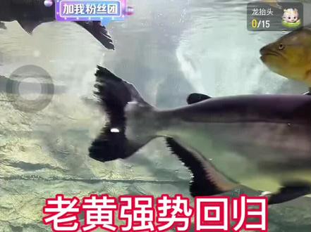 老黄王者归来✌️#暖心阿哲 #刀疤鲤