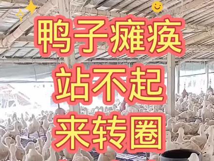 鸭子瘫痪站不起来转圈打哆嗦这样解决#每天分享养殖技术和经验 #肉鸭养殖 #养鸭 #鸭子 #禽病技术指导