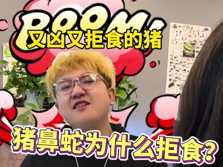 猪鼻蛇拒食的部分原因竟然是…#猪鼻蛇 #宠物蛇 #猪鼻蛇拒食 #异宠 #爬宠