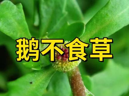 每天认识一种本草“鹅不食草”
#鹅不食草 #大自然的馈赠 #中草药 #中医 #本草纲目