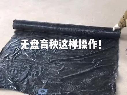 育秧毯可以无盘育秧。