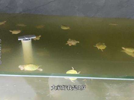 加湿器水多久换一次 79acbbdeb659a225e6b21166f415dad4~tplv-dy-resize-origshort-autoq-75:330.jpeg?x-expires=2013912000&x-signature=w46bm%2B%2FWQcuIo3%2F3TnAN2hVDLuw%3D&from=3213915784&s=PackSourceEnum_AWEME_DETAIL&se=false&sc=cover&biz_tag=pcweb_cover&l=20231029124753F48B22DF3F0077BA1AB0