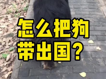 #带狗出国 请欣赏北京大妞猫步 #欧洲生活 @抖音小助手