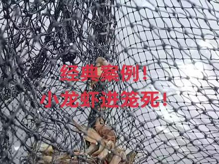 小龙虾进笼死原因分析!#水产养殖技术