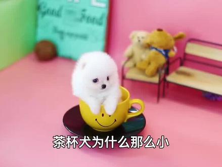 呆萌可爱的茶杯犬,被人类“创造”出来,茶杯犬的诞生有多悲惨 #茶杯犬 #涨知识 #爱护动物