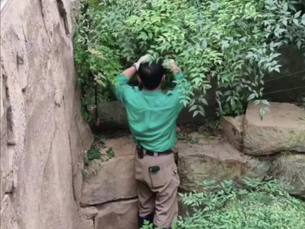 福宝出外场,不见了,姜爷爷急得到处找。#福宝 #福宝和爷爷 #大熊猫