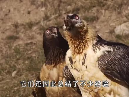 只吃骨头不吃肉,胃酸赛过蓄电池液,胡秃鹫是怎么做到的? #鸟类 #秃鹫 #动物 #科普 #涨知识