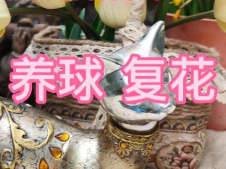 郁金香花后处理之养球复花
关于复花,很多卖家都说园艺郁金香复花性不好(原生郁金香的复花性还是不错)。但园艺的乐趣不就是不断尝试和感受种植养护过程的美妙吗?也有很多地区花友第二年复花的,所以想尝试来年复花的朋友们,可以试试花后养球待来年复花。
花后修剪养球:修剪残花,保留花杆和叶片,继续进行光合作用,为种球积蓄养分。因郁金香根系发达原来的盆根满影响营养吸收,最好换个大盆继续正常养护。花后增加光照,适当施磷钾肥,正常浇水养护至7-10月地上叶杆部分完全枯萎。
起球保存:起球杀菌后,用纱网(不要用在塑料袋不透气)挂到阴凉通风处保存,或者放干燥的纸盒里放干燥阴凉通风处保存。
或者放在原盆里,杀菌药灌根后断水,盆放置于阴凉通风处。
不管怎么保存,都要完全春化,春化时间足够,花芽分化充分,才有可能复花。
待十二月重新栽种,又开始新一轮的生长复花。第一年复花有可能花朵会小一点,再来坚持下养护,第二年可能是个大惊喜哦!
#郁金香 #种植小技巧 #浪漫是自己种的郁金香 #郁金香🌷 #郁金香种球 @抖音小助手 @抖音创作者中心