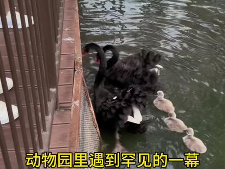 大天鹅杀小天鹅#疯狂动物