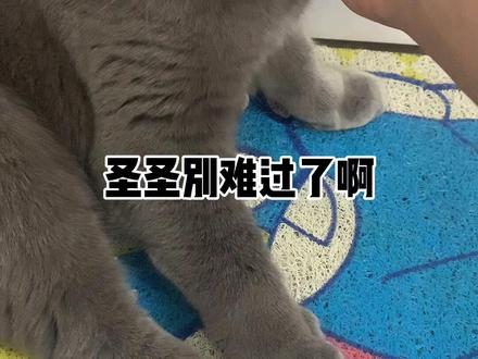 可乐终于生了 但是大圣看见他的孩子是白色的 他现在情绪极度悲伤 宝贝们你们知道这到底是怎么回事啊?#猫生崽 #怀孕 #小猫