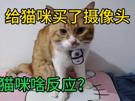 给猫咪戴了摄像头,猫咪啥反应?