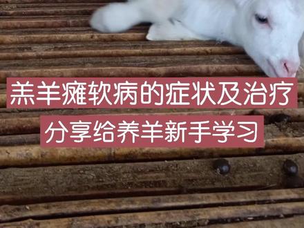 @抖音小助手 #养羊#羊#热门羔羊瘫软的症状及治疗心得,分享给大家,加油!