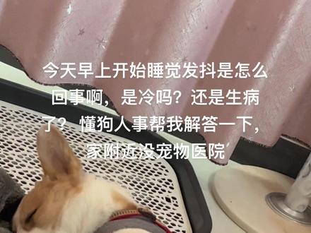 柯基睡觉发抖怎么回事啊,今天睡觉发抖是怎么了#柯基 #狗 #生病了才知道谁最关心你