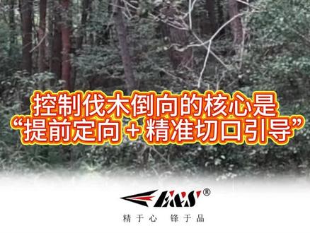 伐木技巧,伐木方向怎么控制?什么情况下伐木要往上坡方向倒???#伐木 #油锯#电锯#锯链导板 #伐木方法