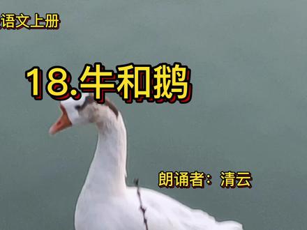 #部编版四年级语文上册 18.牛和鹅#我们一起读课文了