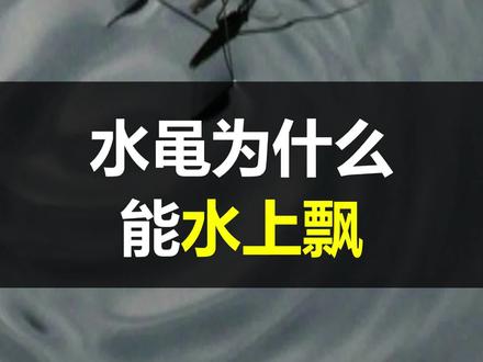 水黾为什么能在水面上行走自如?#抖音版十万个为什么 #十万分好奇 #水黾 #昆虫 #十万讲解员