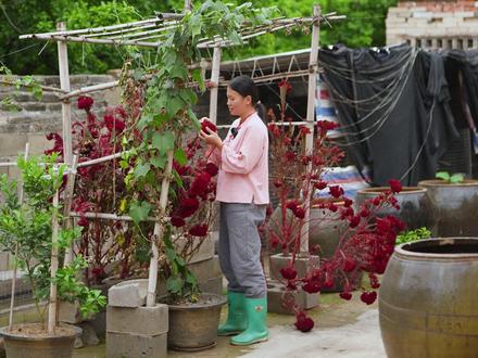 春末的风已裹着暑气,院子里的鸡冠花早谢了,枯茎伶仃地立着 我拔了它们,洗净角落闲置的旧花盆,填入新土。泥土黑得发亮,松松软软的,手指按出几个小坑,埋下丝瓜种子,再轻轻覆上一层薄土。
想着不久后,嫩芽会顶破表土,藤蔓该顺着搭好的细绳攀上来,叶子渐渐铺满架子。夏日傍晚,或许能看见黄花开了又谢,谢了又开,终至结成几条青皮丝瓜,从架子沿垂下来。
天色向晚,灶上生了火。排骨焯过水,去了血沫,放进砂锅炖着。水滚了,白气顶着锅盖,噗噗地响。待肉烂了,下了米,看米粒在汤里翻滚,渐渐胀大、破裂,化进汤中,成了一锅稠粥。
芥菜洗净切碎,撒进粥里。青叶子一烫便软了,浮在粥面上,绿得鲜明。盛出来时,热气裹着米香、肉香、菜香,在桌上弥漫开来。
孩子坐在桌前,捧着碗喝粥。他低头吹气,睫毛在热气里一颤一颤。粥烫,他喝得急,额上沁出汗来,却不肯停,只偶尔抬头咧嘴一笑,又埋下头去。
院外,暮色渐沉。花盆里的种子在土里沉默,桌上的砂锅余温未散。夏日的开端,不过是一盆新土,一锅粥,一个埋头喝粥的孩子。