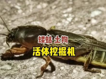土狗!学名蝼蛄,有句成语叫做什么来着?#神奇动物在抖音 #自然教育 #科普 #天空森林自然博物馆