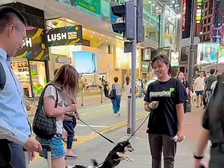 香港养狗有哪些规定呢?值得好好学习!#香港 #香港生活 #养狗 #狗狗 #海外生活 @DOU+小助手 @抖音小助手