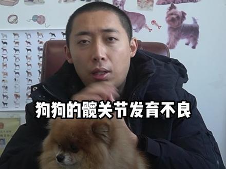 简单谈谈狗狗髋关节问题,中小型犬容易这样#科学养宠攻略 #宠物知识 #养狗